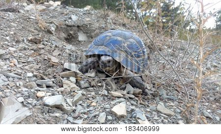Lovely terrestrial blue turtle of fairly large size