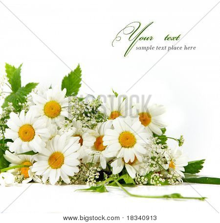 ดอกไม้เดซี่ในพื้นหลังสีขาว (เลือกกรม)