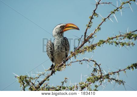 Oranssi Hornbill