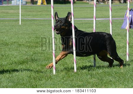 Rotweiler dog weaving through weave poles on dog agility course