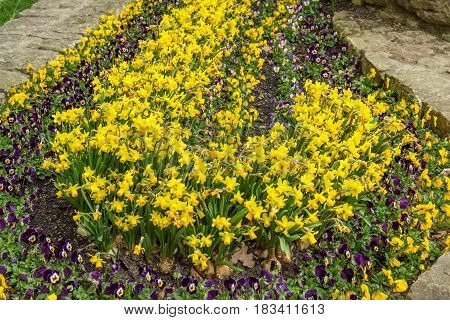 Yellow Flowers And Violets Plant In A Form Of J 