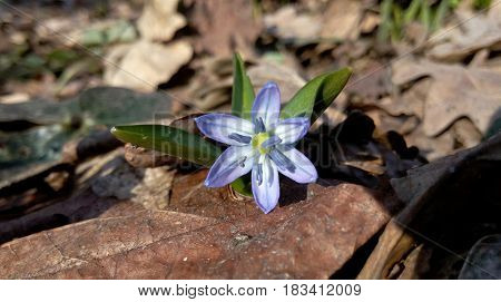 The blue spring snowdrop is the first flower of spring