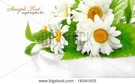 Fiori Margherita a sfondo bianco (DOF selettiva)