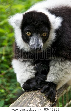 Black-and-white ruffed lemur (Varecia variegata) walking. La Valleé des Singes Romagne France.
