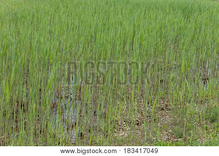 Texture Field Of Cattail On A Swampy Part Of The River
