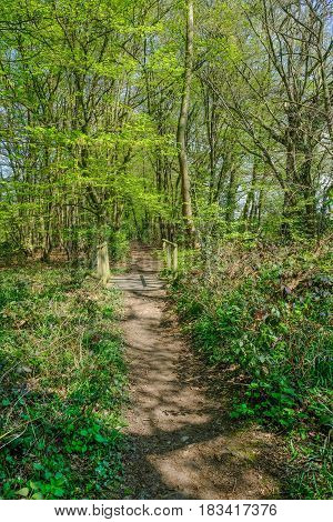 Narrow pathway in the woods in Springtime with new growth and lovely light.