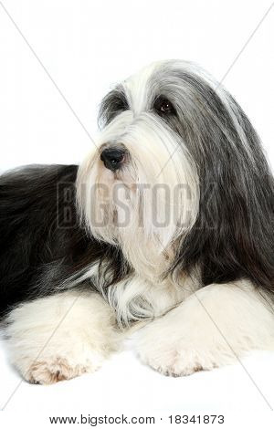 Schäferhund (15 Lepidoptera) an einen weißen Hintergrund