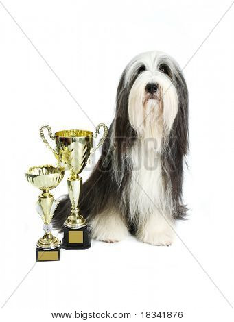 Schäferhund 4 Jahre mit Tasse vor einem weißen Hintergrund