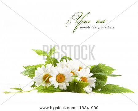 ดอกไม้เดซี่ในพื้นหลังสีขาว (เลือกกรม)