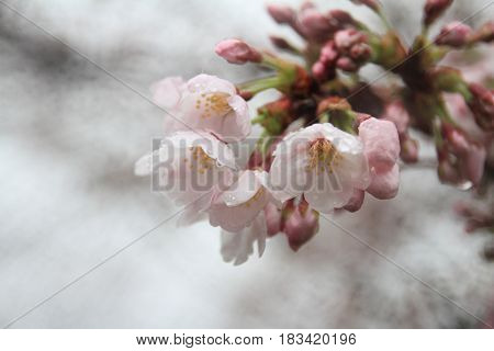 Cherry Blossoms In Sakura No Sato, Izu, Shizuoka, Japan (rain Drop)