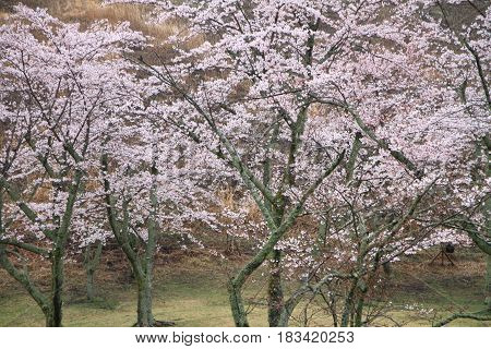 Cherry Blossoms In Sakura No Sato, Izu, Shizuoka, Japan (rainy)