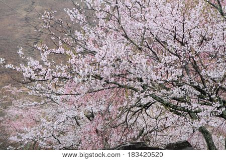 Cherry Blossoms In Sakura No Sato, Izu, Shizuoka, Japan (rainy)