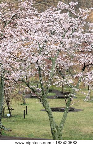 Cherry Blossoms In Sakura No Sato, Izu, Shizuoka, Japan (rainy)