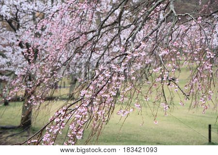 Cherry Blossoms In Sakura No Sato, Izu, Shizuoka, Japan (rainy)
