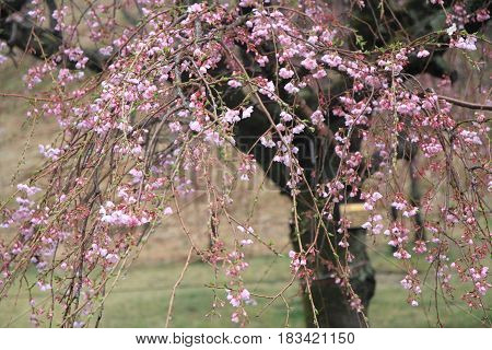 Cherry Blossoms In Sakura No Sato, Izu, Shizuoka, Japan (rainy)