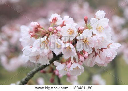 Cherry Blossoms In Sakura No Sato, Izu, Shizuoka, Japan (rain Drop)