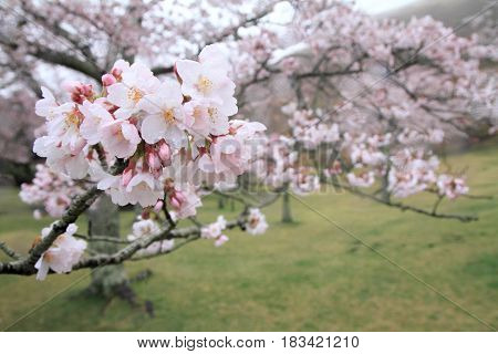 Cherry Blossoms In Sakura No Sato, Izu, Shizuoka, Japan (rain Drop)