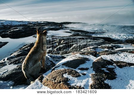 Dogs On Northshore At Barents Sea In Arctic Ocean