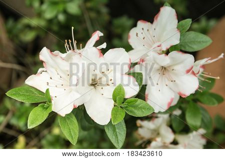 white and pink azalea on a green background