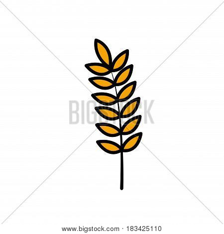 healthy wheat organ plant nutricious, vector illustration
