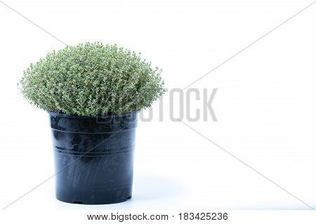 Thymus Vulgaris Faustini Herb In A Black Pot Isolated On White Background