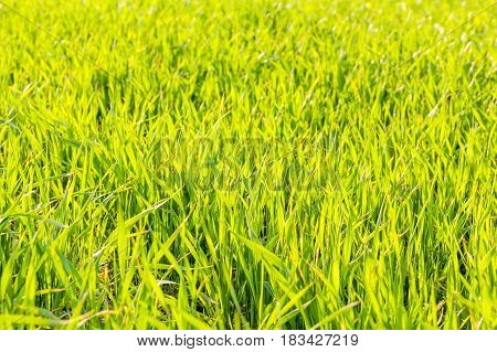 Green spring shoots of winter wheat in the field in the evening sunlight in the backlight close-up. Selective focus