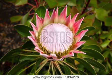 En konge Protea plante (Cynaroides) i flor.