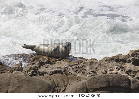 Sea Lion resting on a rocky cliff in front of the waves at La Jolla California in San Diego
