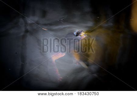 Very large turtle looking eerily up from dark waters.