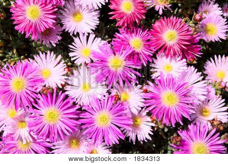 Blomsterne er lyserøde, lilla og hvid Mesembryanthemums (Ice anlæg).