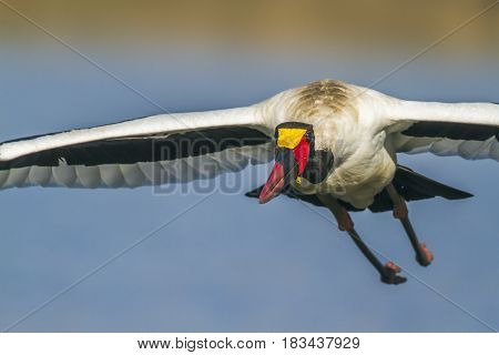 Saddle-billed stork in Kruger national park, South Africa ; Specie Ephippiorhynchus senegalensis family of Ciconiidae