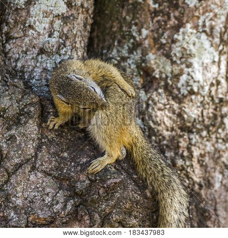 Bush smith squirrel in Kruger national park, South Africa ; Specie Paraxerus cepapi family of Sciuridae