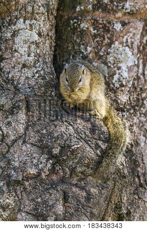 Bush smith squirrel in Kruger national park, South Africa ; Specie Paraxerus cepapi family of Sciuridae
