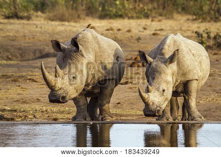 Southern white rhinoceros in Kruger national park, South Africa ; Specie Ceratotherium simum simum family of Rhinocerotidae
