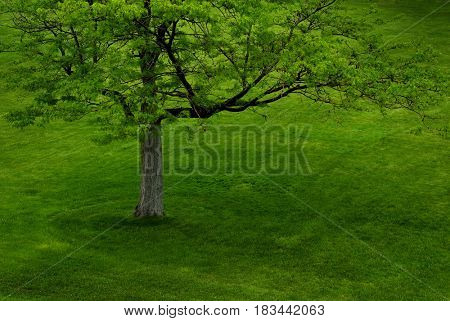 Lush Green Tree in Summer in Park Foliage