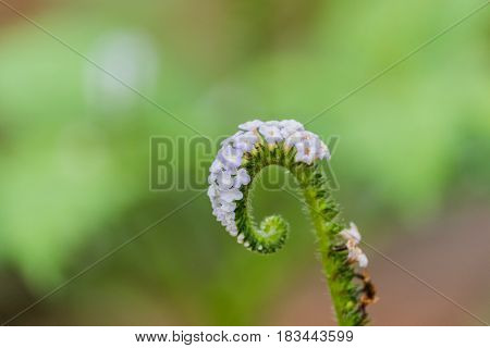 Weed and medicinal plant Amaranthus retroflexus .