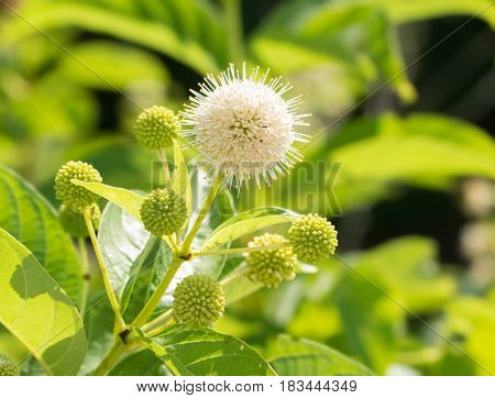 Blooming white flower of Buttonbush against green summer background