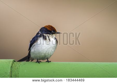 Wire-tailed swallow in Kruger national park, South Africa ; Specie Hirundo smithii family of Hirundinidae