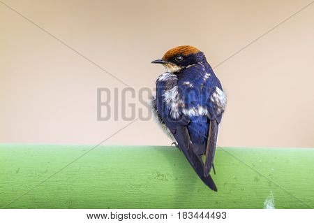 Wire-tailed swallow in Kruger national park, South Africa ; Specie Hirundo smithii family of Hirundinidae
