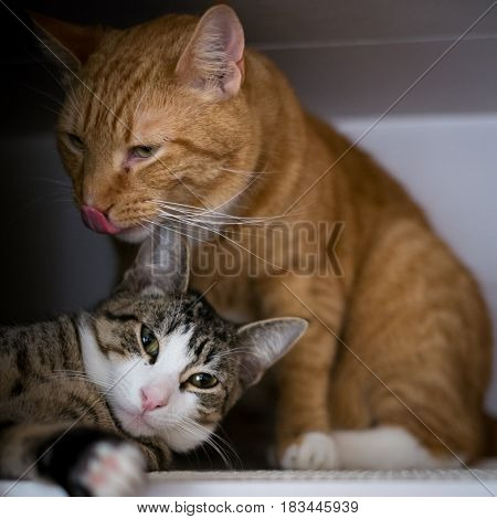 Closeup brotherhood of Cats Portrait Licking Each Other