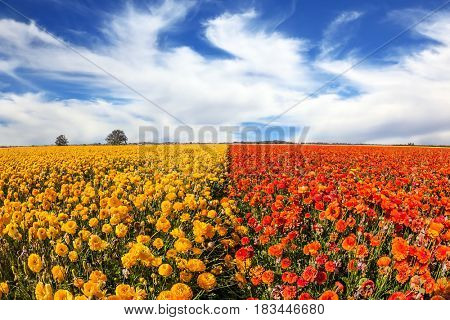  Field of blooming buttercups - ranunculus. Strong spring wind carries clouds  Concept of rural tourism and agrotourism