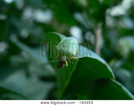 Stinkbug 001