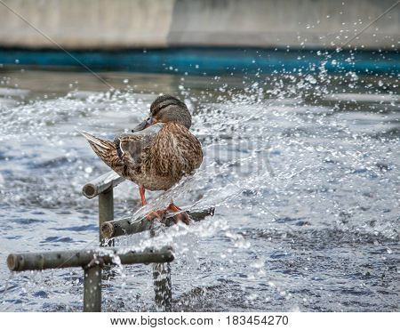 Wild Female Duck diping in the fountain
