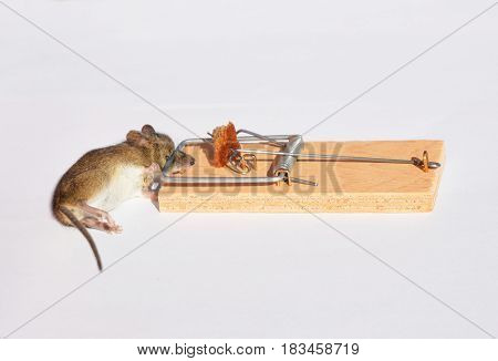 Dead mouse in a wooden mousetrap isolated on white background. Dead mouse in a trap.