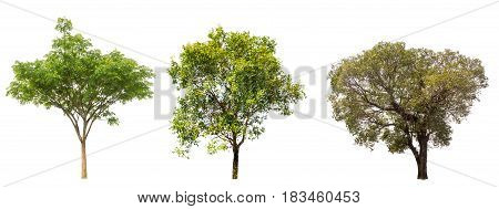 tree isolatedtree on white backgroundcollections tree isolation.