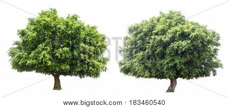 tree isolatedtree on white backgroundcollections tree isolation.