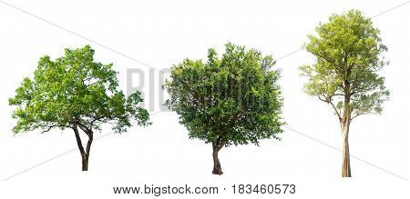 tree isolatedtree on white backgroundcollections tree isolation.