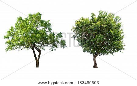 tree isolatedtree on white backgroundcollections tree isolation.