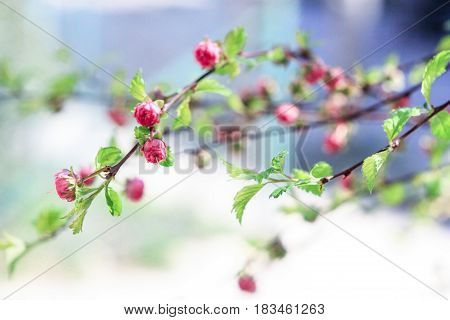 Pink buds of small flowers on a blue background