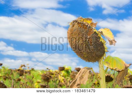 Beautiful ripe sunflower against blue cloudy sky.